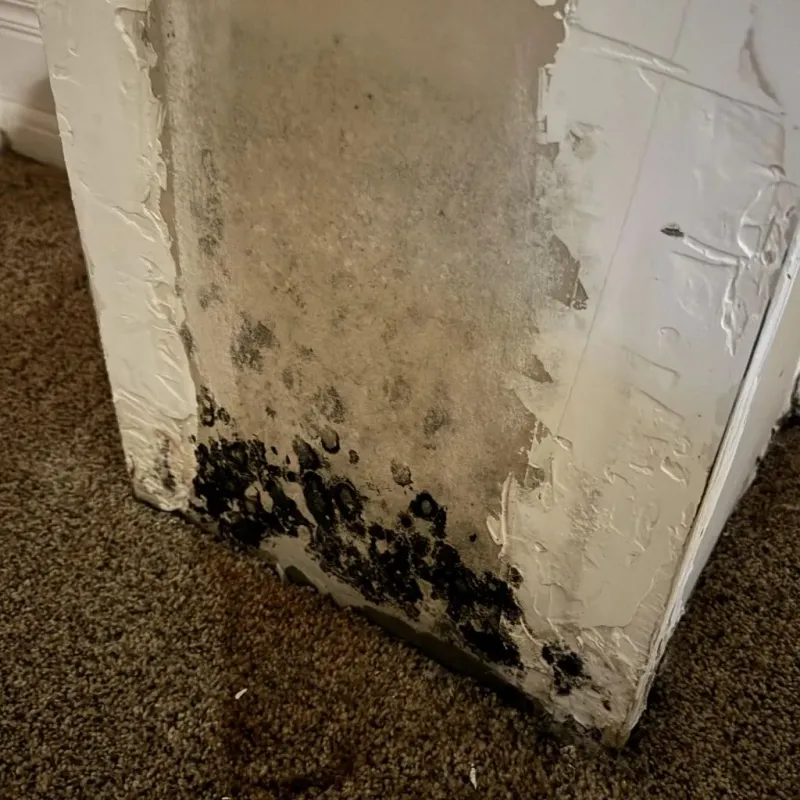 Professional Mold Removal in Danbury, TX